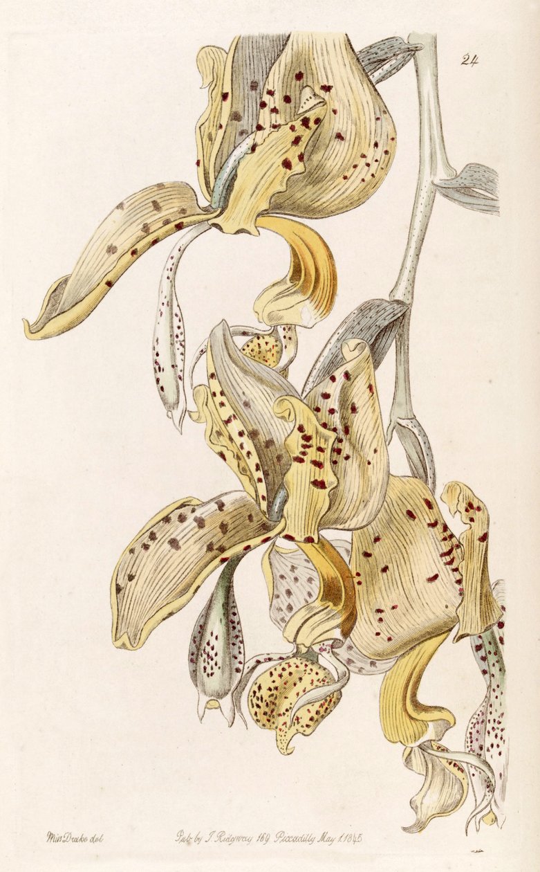Stanhopea oculata (jako syn. Stanhopea bucephalus) autorstwa Miss Drake