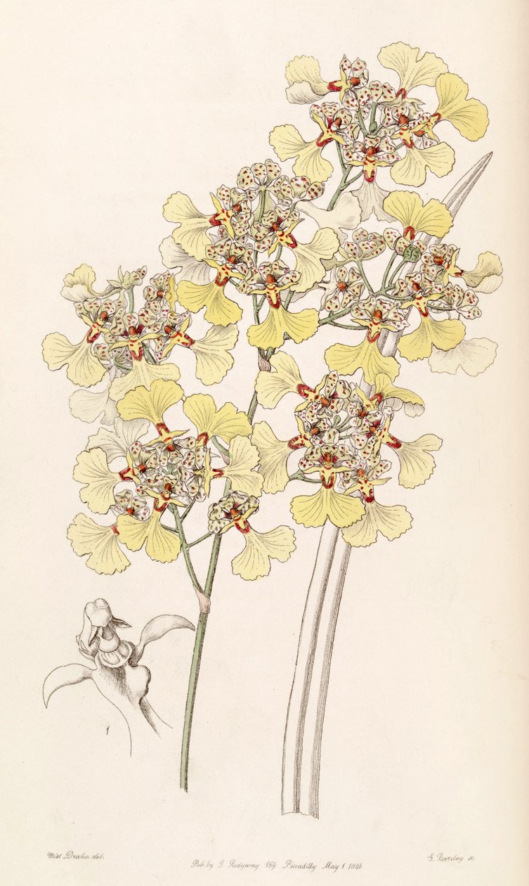Trichocentrum lacerum (jako syn. Oncidium lacerum) autorstwa Miss Drake