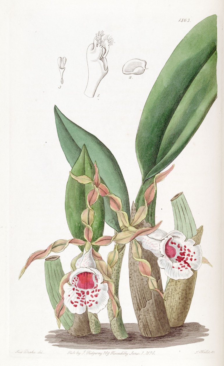 Trichopilia tortilis autorstwa Miss Drake