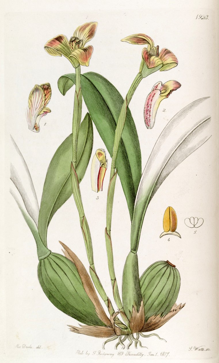 Trygonidium obtusum autorstwa Miss Drake