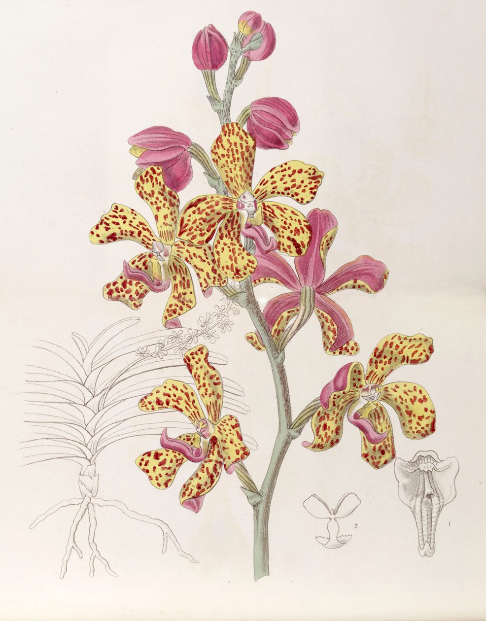 Vandopsis lissochiloides (jako syn. Vanda batemannii, pisane Vanda batemanni) autorstwa Miss Drake