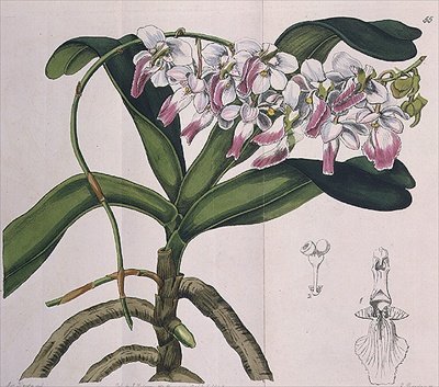 Aerides Crispum (storczyk) wyd. I. Ridgway autorstwa Miss Drake