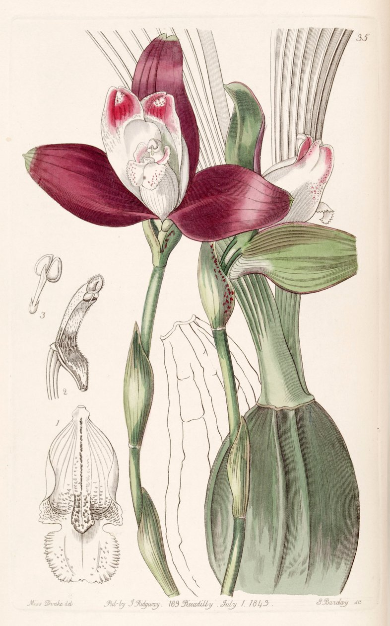 Lycaste macrophylla (jako syn. Lycaste plana) autorstwa Miss Drake