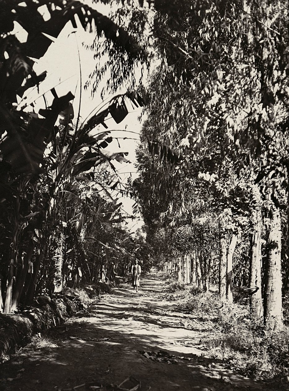 Budowanie imperium w epoce faszystowskiej: gaj owocowy w Cheren, 09.05.1936 (zdjęcie czarno-białe) autorstwa Modestino Baldinetti
