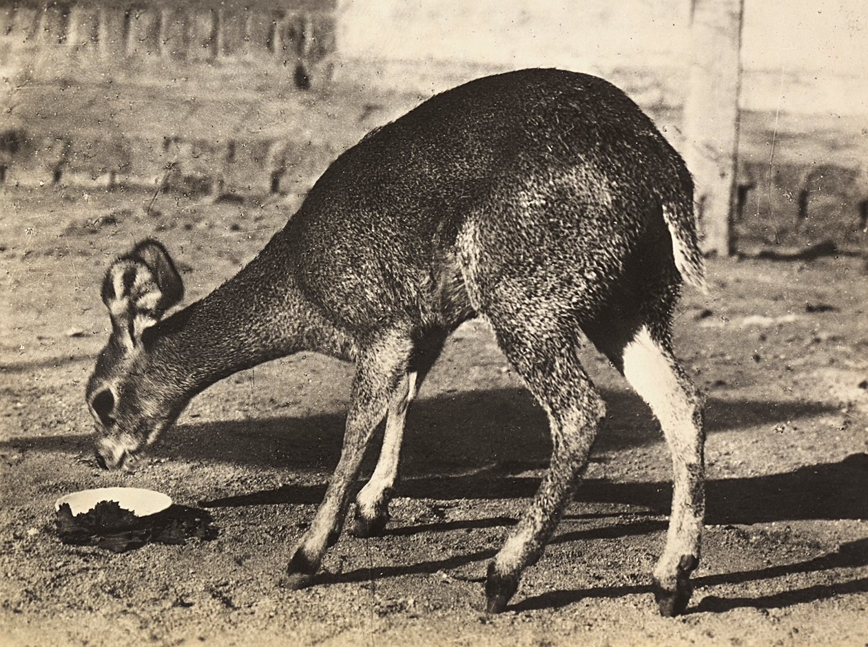 „Budowanie imperium” w epoce faszystowskiej: antylopa, 9.05.1936 (zdjęcie czarno-białe) autorstwa Modestino Baldinetti