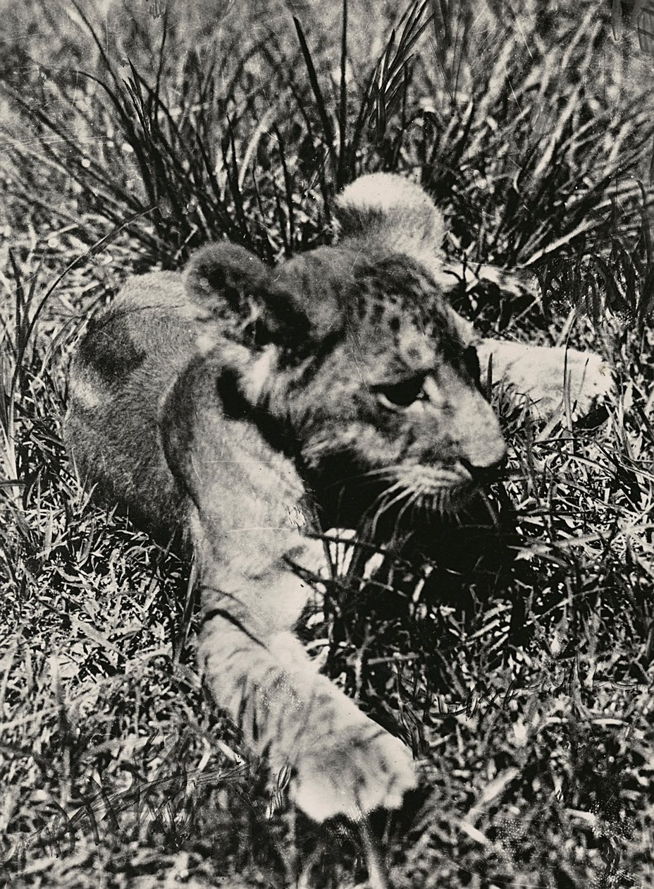 „Budowanie imperium” w epoce faszystowskiej: przykład młodego lwa, 09.05.1936 (zdjęcie czarno-białe) autorstwa Modestino Baldinetti
