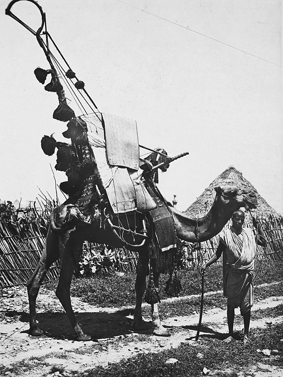 Budowanie imperium w epoce faszystowskiej: wielbłąd w ozdobach na ceremonię ślubną, 09.05.1936 (zdjęcie czarno-białe) autorstwa Modestino Baldinetti