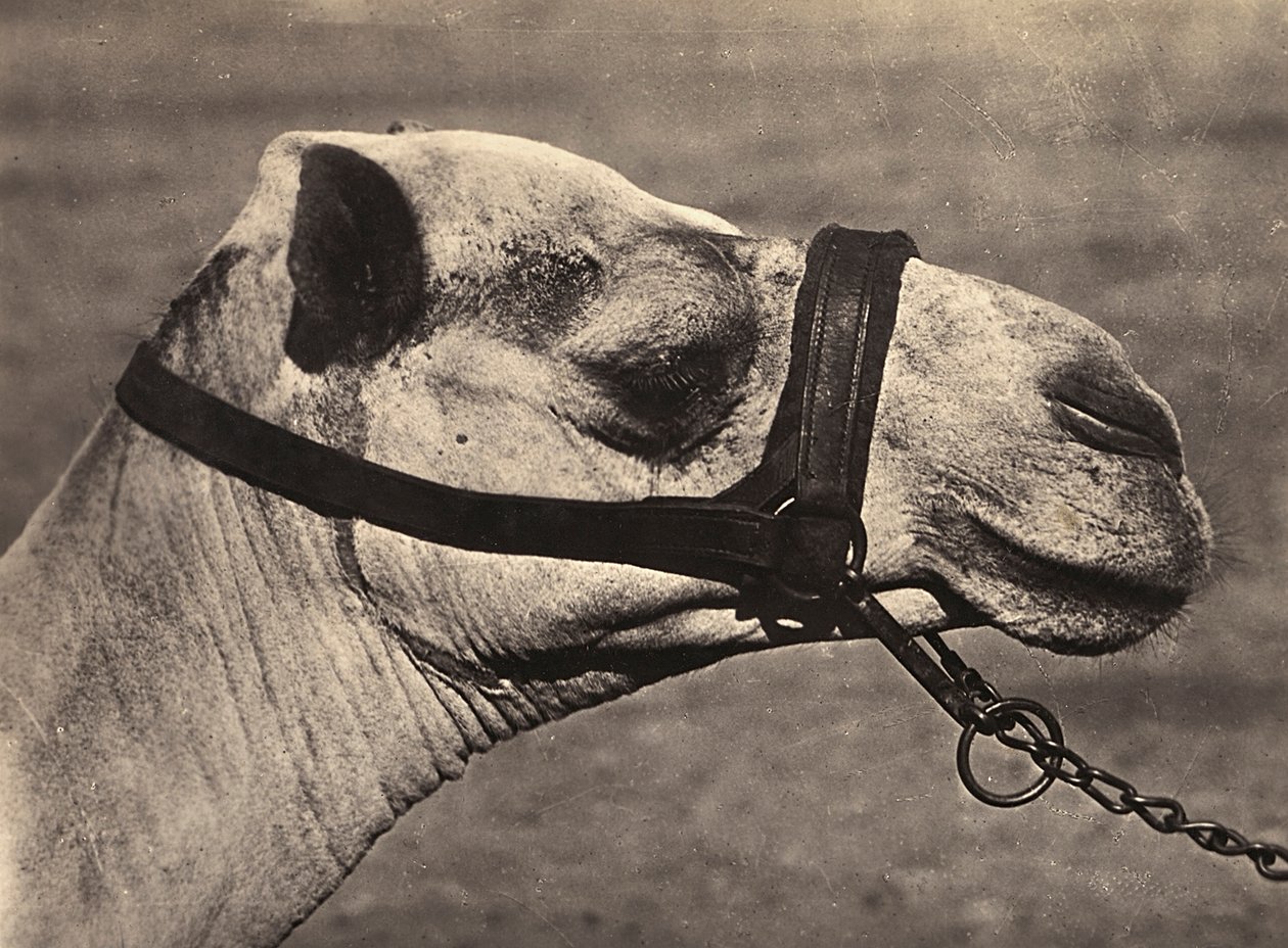 Budowanie imperium w epoce faszystowskiej: głowa wielbłąda bisciari, 09.05.1936 (zdjęcie czarno-białe) autorstwa Modestino Baldinetti