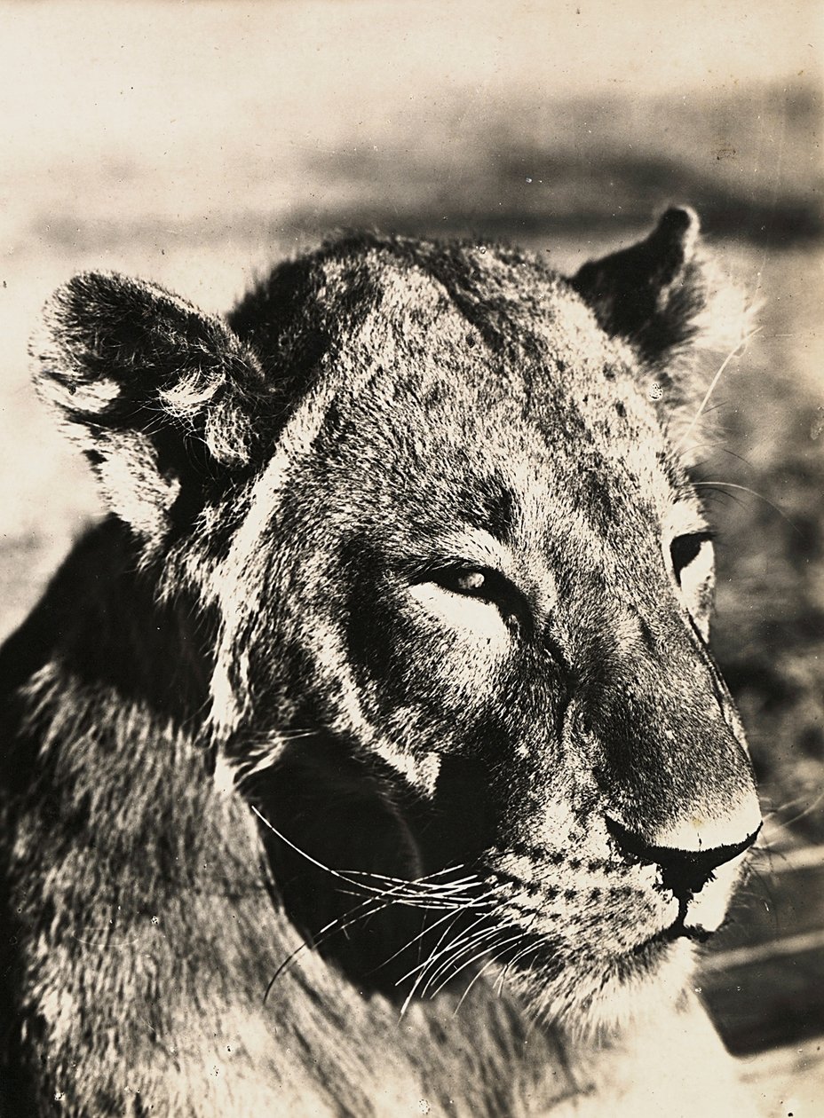 „Budowanie imperium” w epoce faszystowskiej: głowa lwa, 9.05.1936 (zdjęcie czarno-białe) autorstwa Modestino Baldinetti