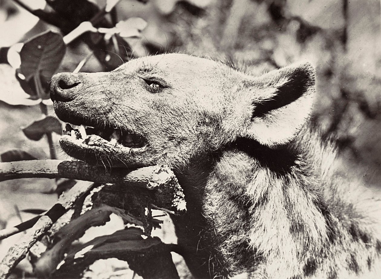 Budowanie imperium w epoce faszystowskiej: głowa hieny, 09.05.1936 (zdjęcie czarno-białe) autorstwa Modestino Baldinetti