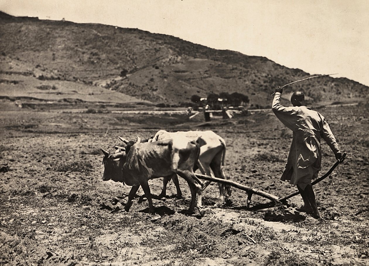 „Budowanie imperium” w epoce faszystowskiej: orka na altopiano, 9.05.1936 (zdjęcie czarno-białe) autorstwa Modestino Baldinetti
