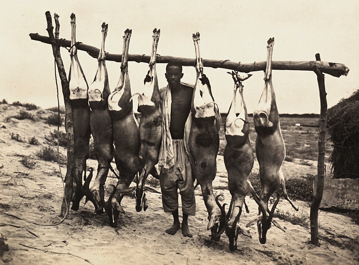„Budowanie imperium” w epoce faszystowskiej: niektóre schwytane jelenie, 09.05.1936 (zdjęcie czarno-białe) autorstwa Modestino Baldinetti