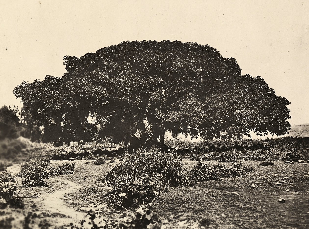„Budowanie imperium” w epoce faszystowskiej: „Sicomoro”, sąd włoskich jeńców w Adua w 1896 r., 9.05.1936 r. (zdjęcie czarno-białe) autorstwa Modestino Baldinetti