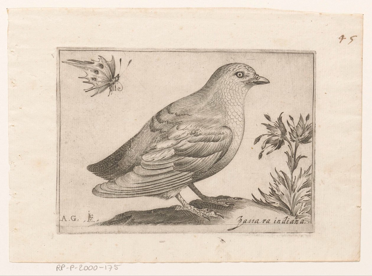 Vogel Passra Indiana (tytuł na obiekcie) Vogels (tytuł serii) autorstwa Monogrammist AG