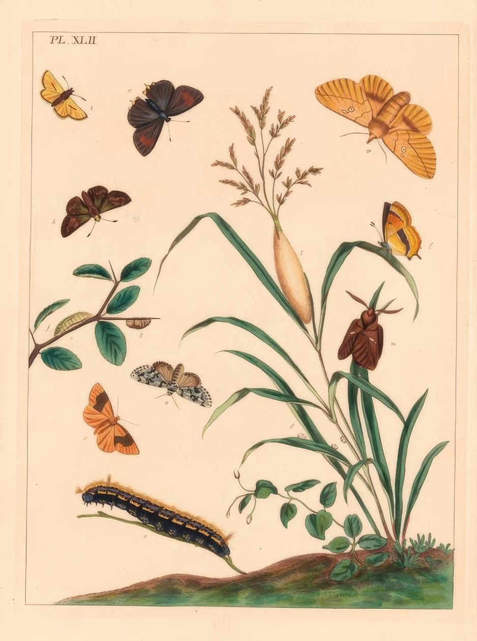 Ćma pijąca, Euthrix ziemniak, pasmo brązowych włosów, Thecla betulae, duży szyper, Ochlodes sylvanus, mały szyper, Thymelicus sylvestris, rzadki marvel du jour, Dipthera runica i umbra prążkowana, Plagodis pulveraria autorstwa Moses Harris