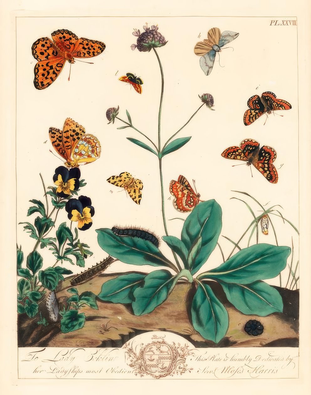 Tłusta fritillary, Euphydryas aurinia, high brown fritillary, Fabriciana adippe, ćma górska, Aplocera plagiata, cętkowana żółta, Pseudopanthera macularia i karmazynowo-złota ćma, Pyrausta purpuralis, na świerzbodzioby, Succisa pratensis autorstwa Moses Harris