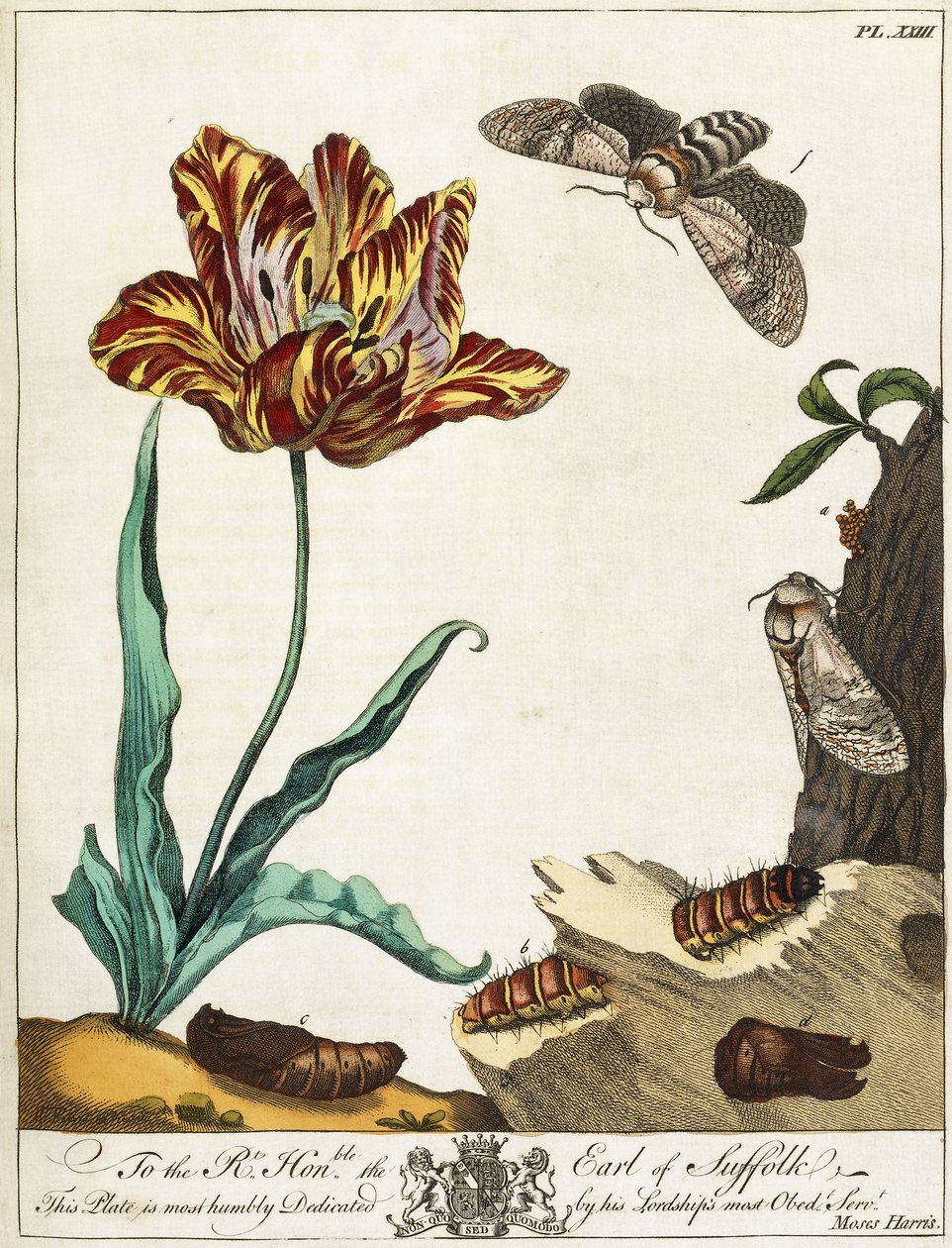 Cykl życia ćmy, płyta 23, z „Aurelian, czyli naturalna historia angielskich owadów”, 1778 autorstwa Moses Harris