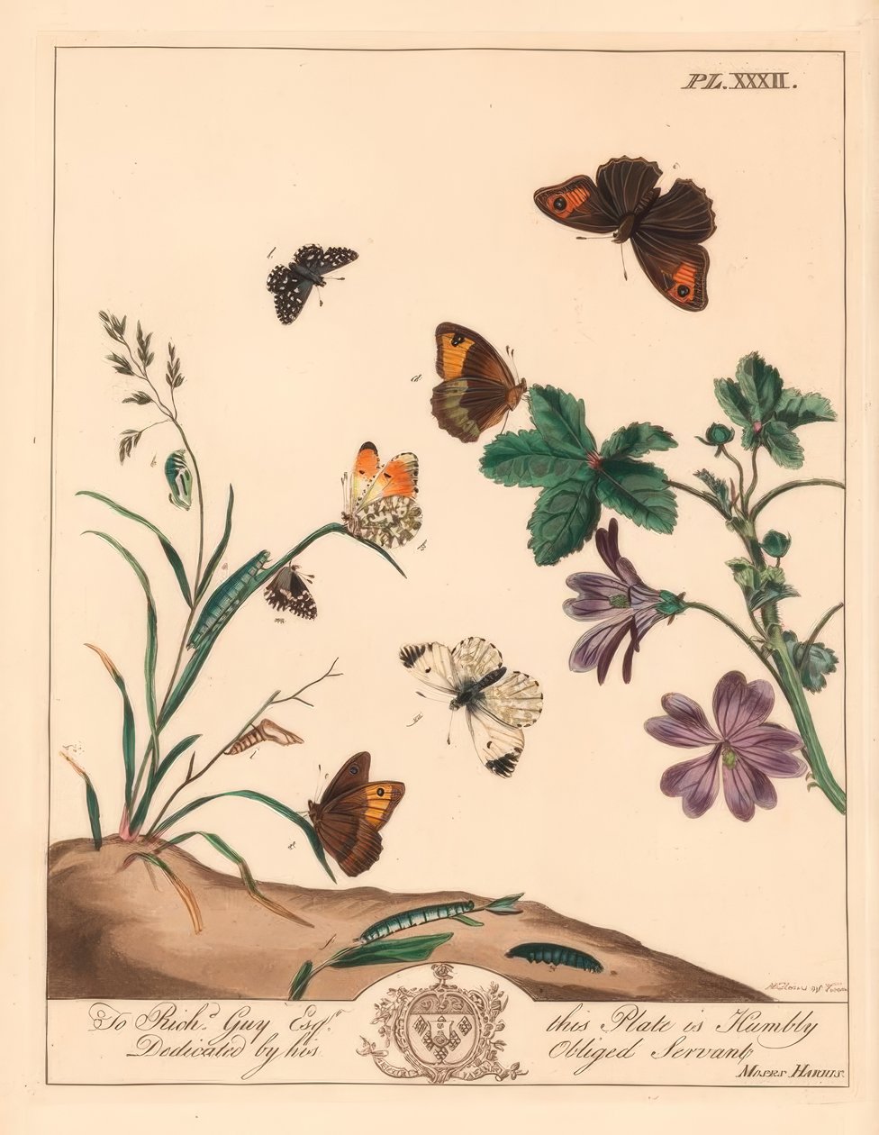 Motyl łąkowy, Maniola jurtina, kadzidło lub pomarańcza, kardaminy z Anthocharis i szyper siwy, Pyrgus alveolus autorstwa Moses Harris