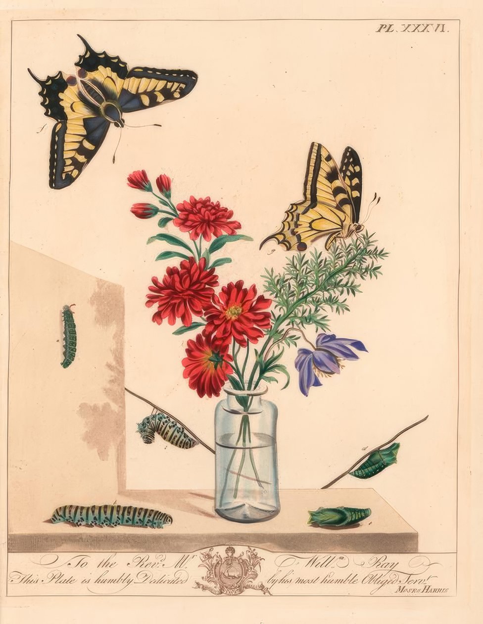 Swallowtail motyl, Papilio machaon. Litografia kolorowa po ilustracji autorstwa Moses Harris