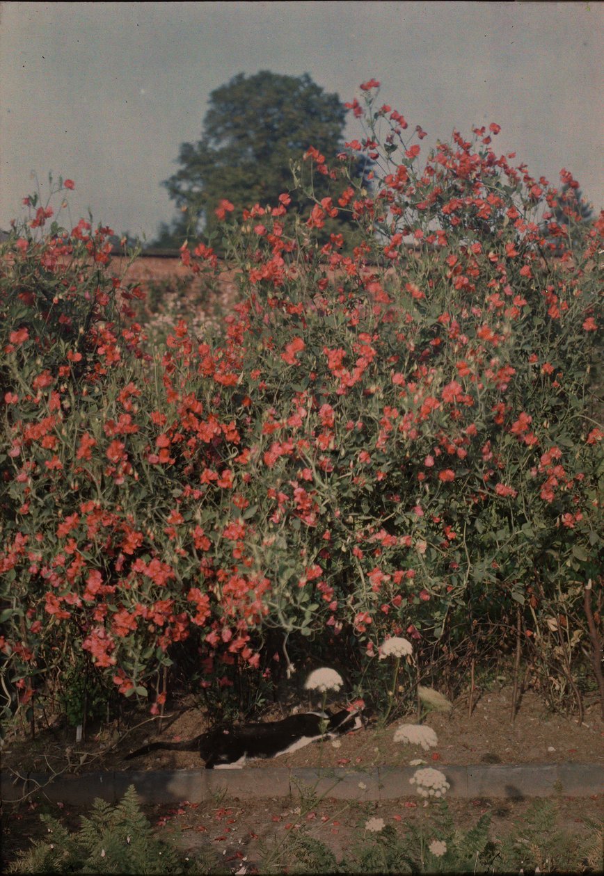 Kot i groszek, ca. 1907. autorstwa Moss