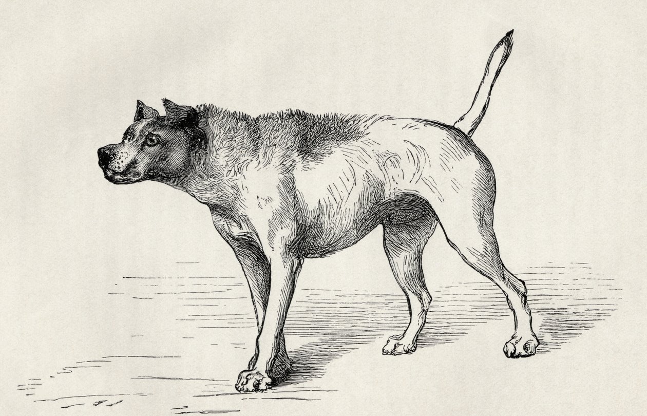 Pies zbliżający się do innego psa z wrogimi zamiarami, z „Wyrażania emocji u człowieka i zwierząt” Karola Darwina, 1872 autorstwa Mr. Riviere