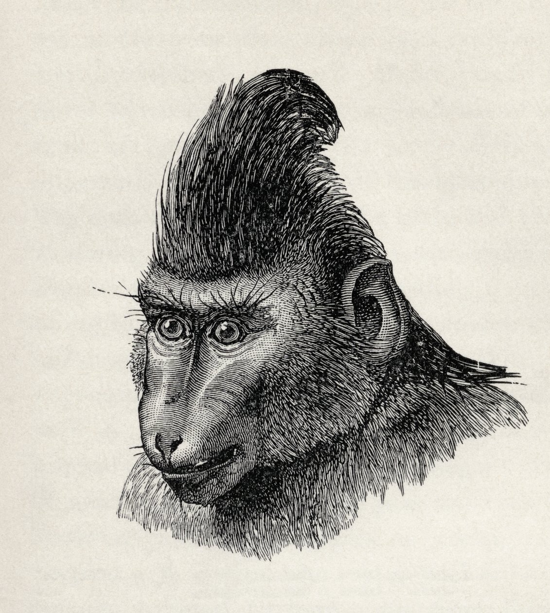 Cynopithecus niger w spokojnym stanie, z „Wyrażania emocji u ludzi i zwierząt” Karola Darwina, 1872 autorstwa Mr. Wolf