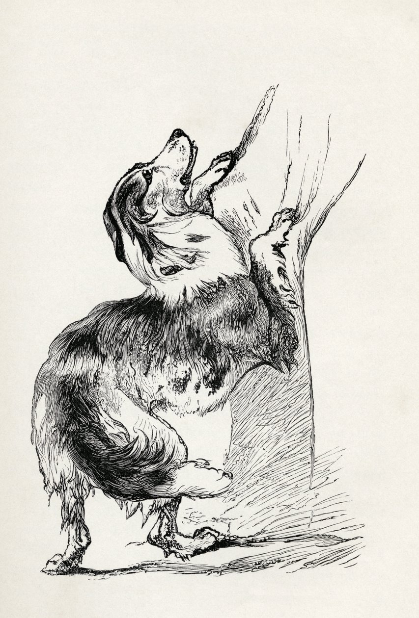 Półkrwi Owczarek pieszczący swojego pana, z „Wyrażania emocji u człowieka i zwierząt” Karola Darwina, 1872 autorstwa Mr. A. May