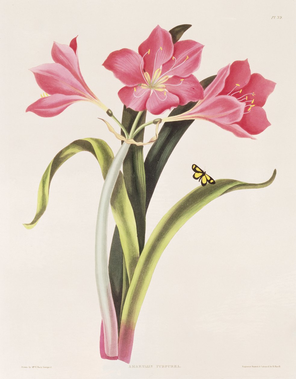 Amaryllis purpurea, tablica 39 z "Selection of Hexandrian Plants", wyryte przez Roberta Havella (1769-1832), publikacja. 1831-34 autorstwa Mrs Edward Bury