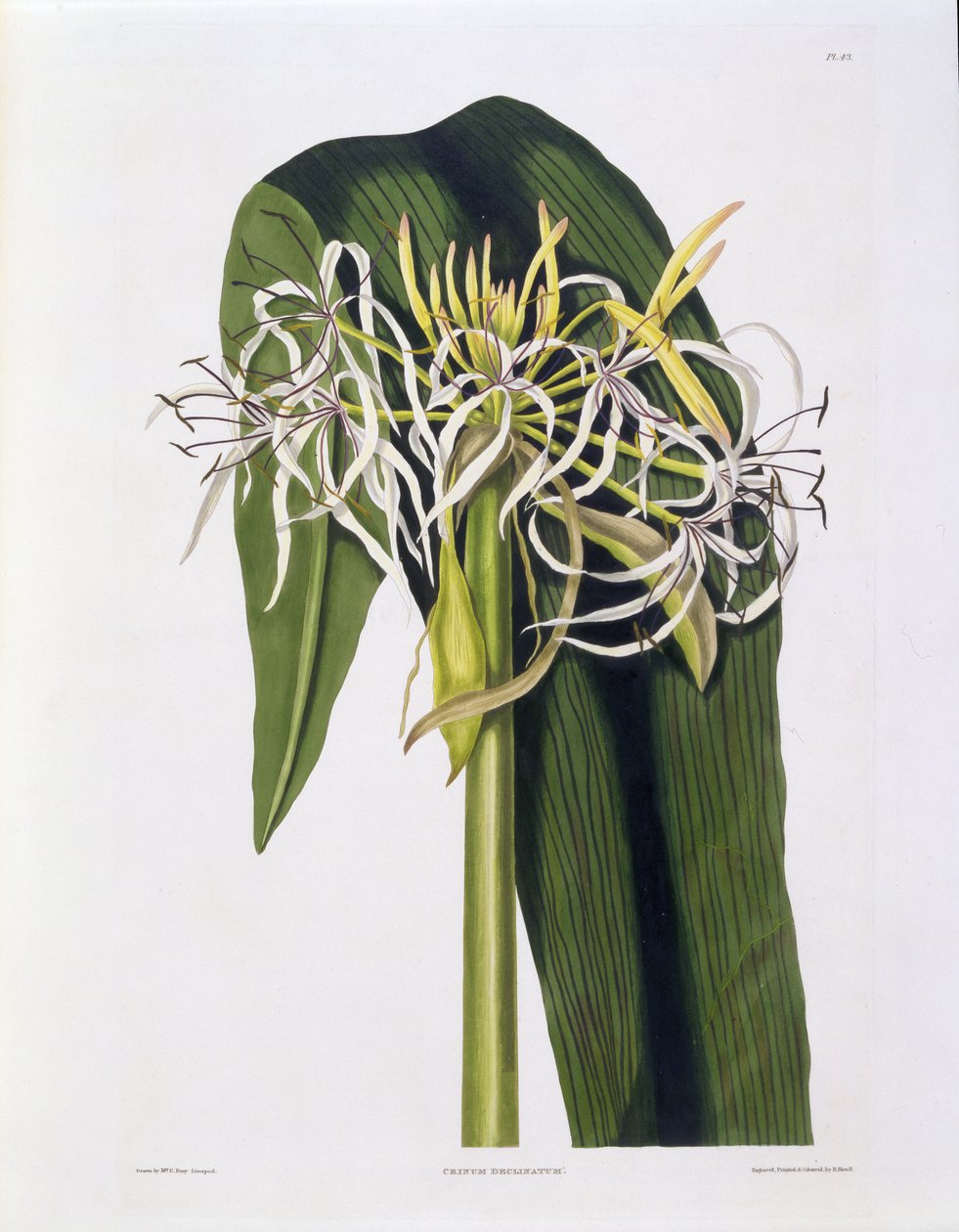Crinum Declinatum, Tablica 43 z 