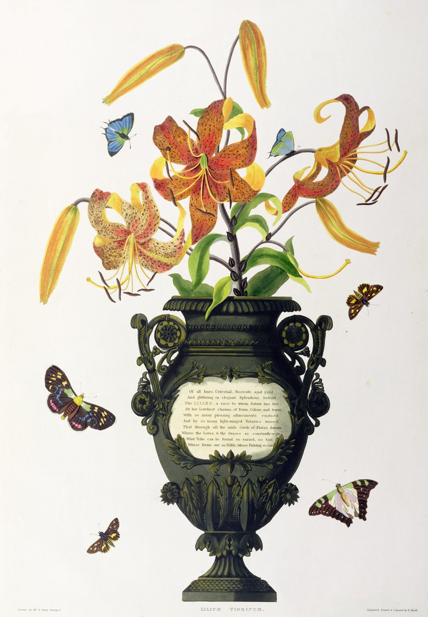 Lilium tigrinum (Tiger Lily), z "Selection of Hexandrian Plants", wyryte przez R. Havell, ok. 1831-34 autorstwa Mrs Edward Bury