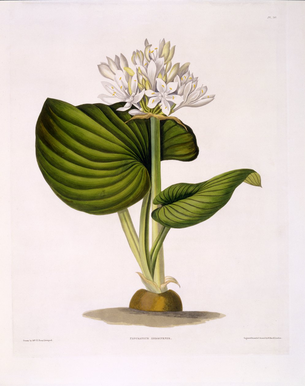 Pancratium Amboinense, plate 20 z "A Selection of Hexandrian Plants", published R. Havell, London, 1831-34 (rycina ręcznie kolorowana) autorstwa Mrs Edward Bury
