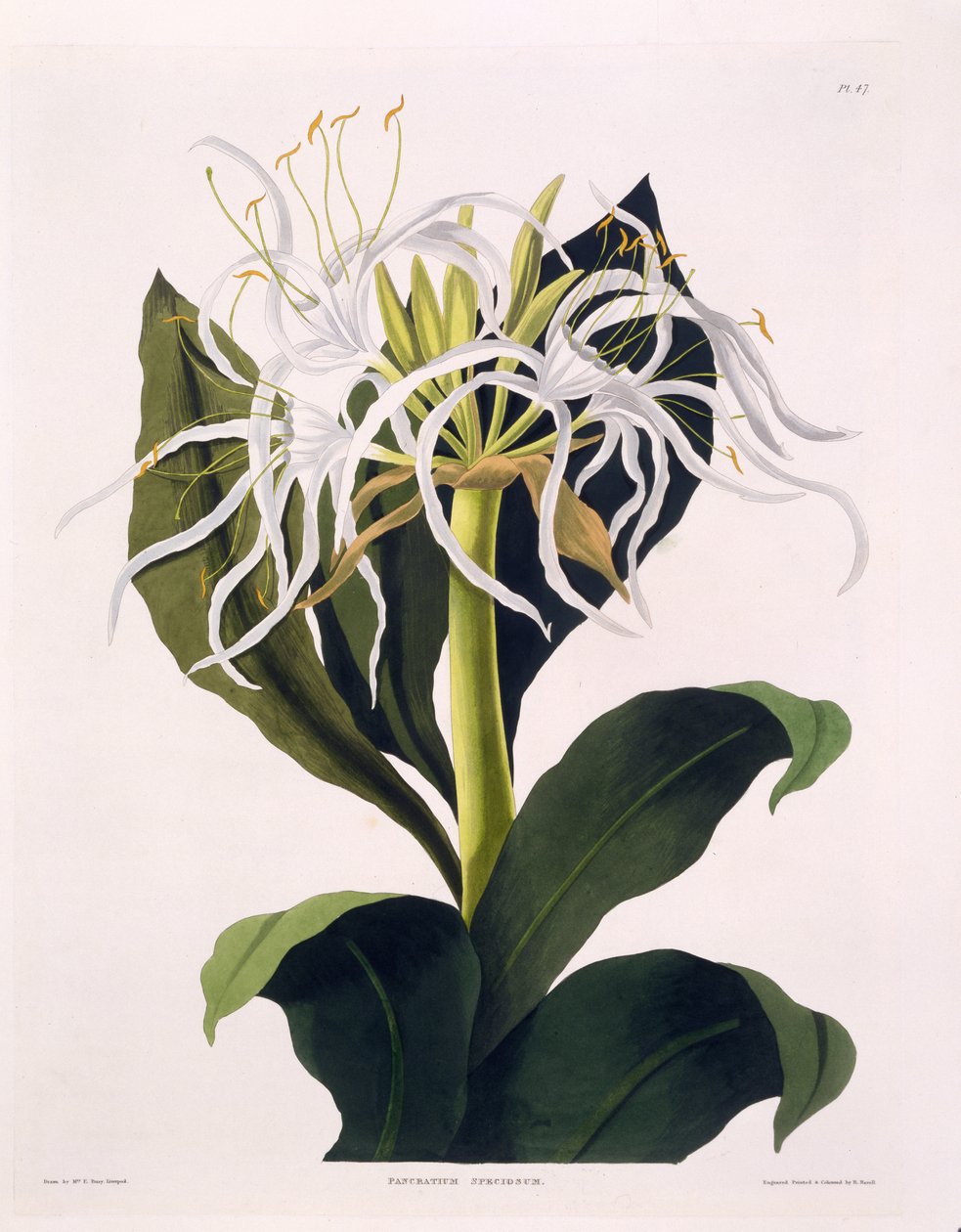 Pancratium Speciosum, Tablica 47 z „A Selection of Hexandrian Plants”, opublikowana R Havell, Londyn, 1831-1834 (rycina ręcznie kolorowana) autorstwa Mrs Edward Bury