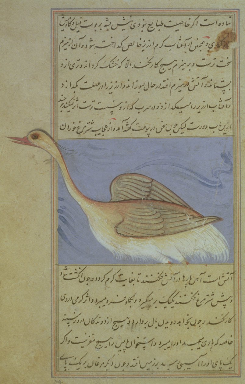 Łabędź, z Nuzhat-Namah Ialai, 1599 (1007 Hijra) autorstwa Mughal School