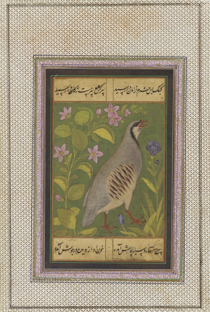 Kuropatwa czukarska, wolnostojące folio rękopisu z malowidłem, koniec XVI w. autorstwa Mughal School