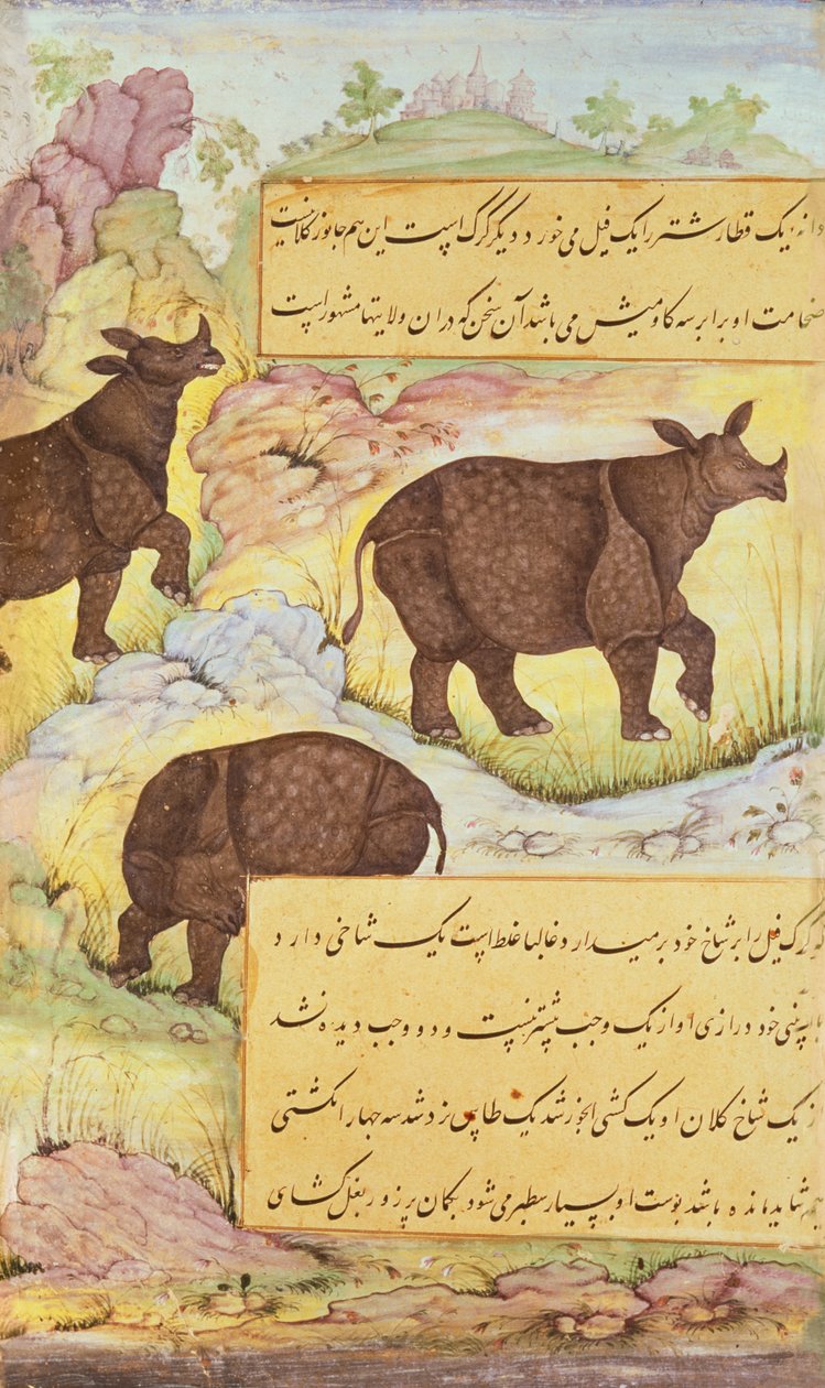 Nosorożec, ilustracja z "Baburnamy" (Pamiętników Babura) 1589-90 autorstwa Mughal School