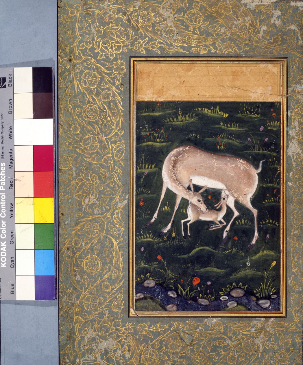 Łania karmiąca swojego jelonka, ok. 1560 (nieprzezroczysta akwarela i złoto na papierze) [zob. też 6040456] autorstwa Mughal School
