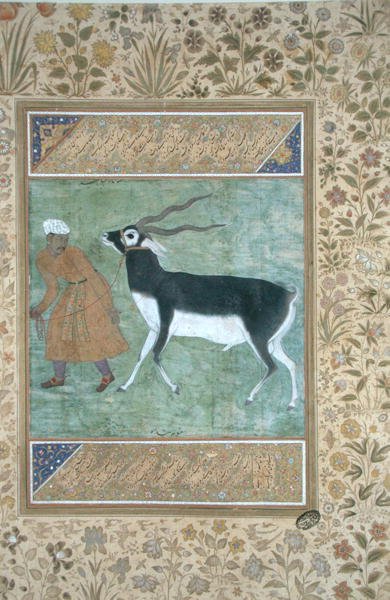 Czarny kozioł indyjski prowadzony przez swojego opiekuna, ok. 1616 (nieprzezroczysta akwarela i złoto na papierze) autorstwa Mughal School