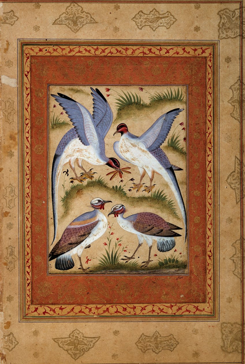 Ptaki. Miniaturowy gwasz ze szkoły moghole. 1590-1600. Paryż, Muzeum Guimet, Narodowe Muzeum Sztuki Azjatyckiej autorstwa Mughal School