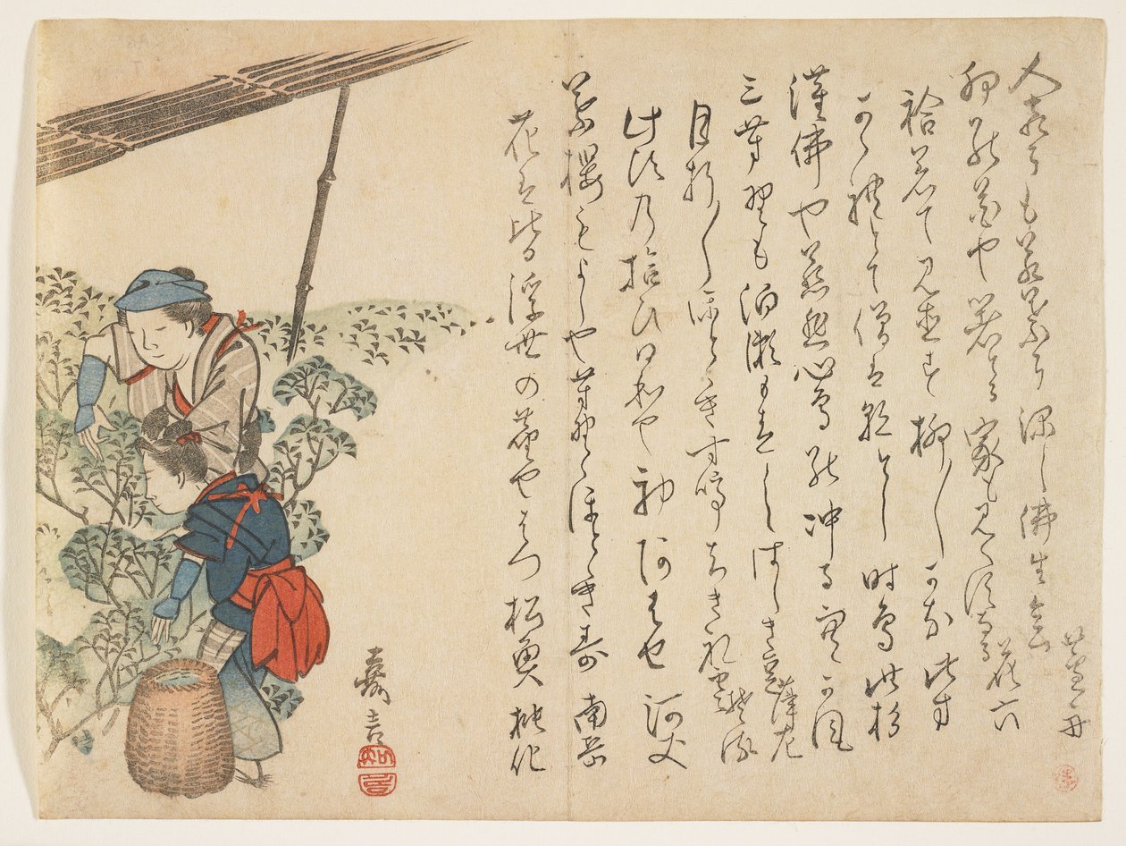 Zbieracze herbaty, ok. 1830-44 (kolorowy drzeworyt) autorstwa Murata Kagen