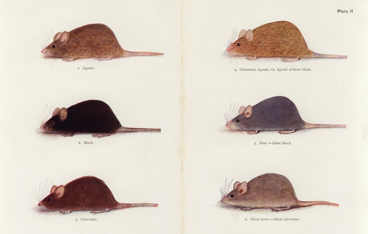 Myszy (litografia kolorowa) autorstwa Muriel Wheldale (after) Onslow