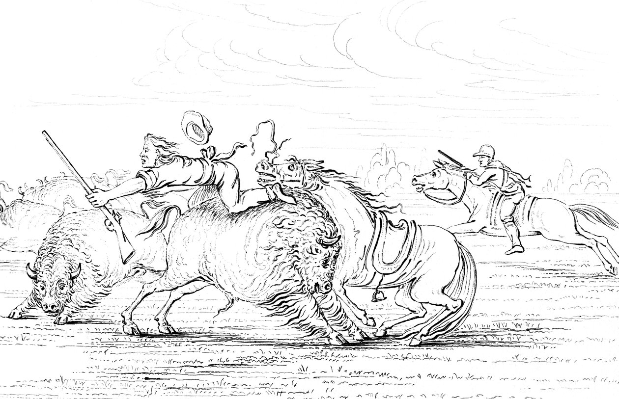 Buffalo atakujący kowboja na koniu, 1841. autorstwa Myers and Co