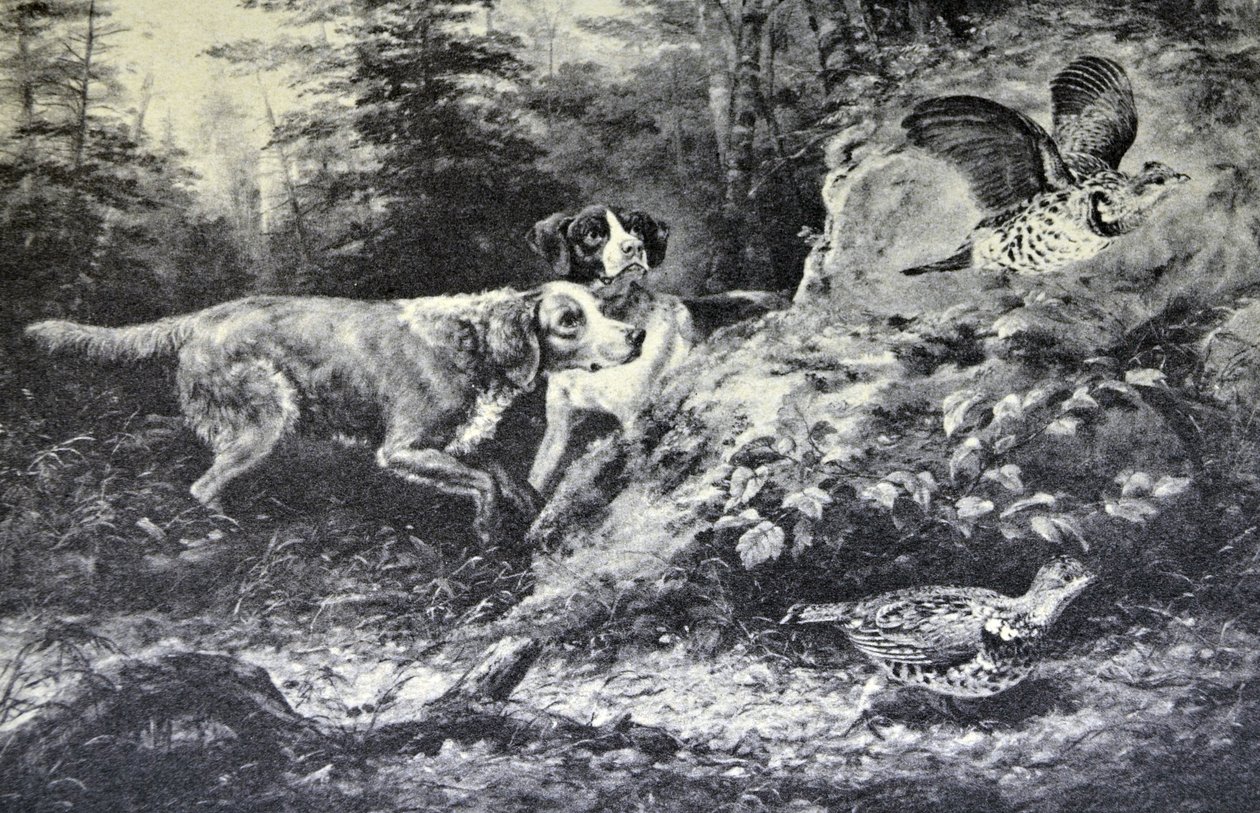 Currier & Ives Ilustracja 19 wieku. Amerykańskie sporty polowe. Flushd (oryginalny obraz olejny autorstwa Arthur Fitzwilliam Tait, N.A., z którego wykonano odbitkę. autorstwa N. and Ives, J.M. Currier