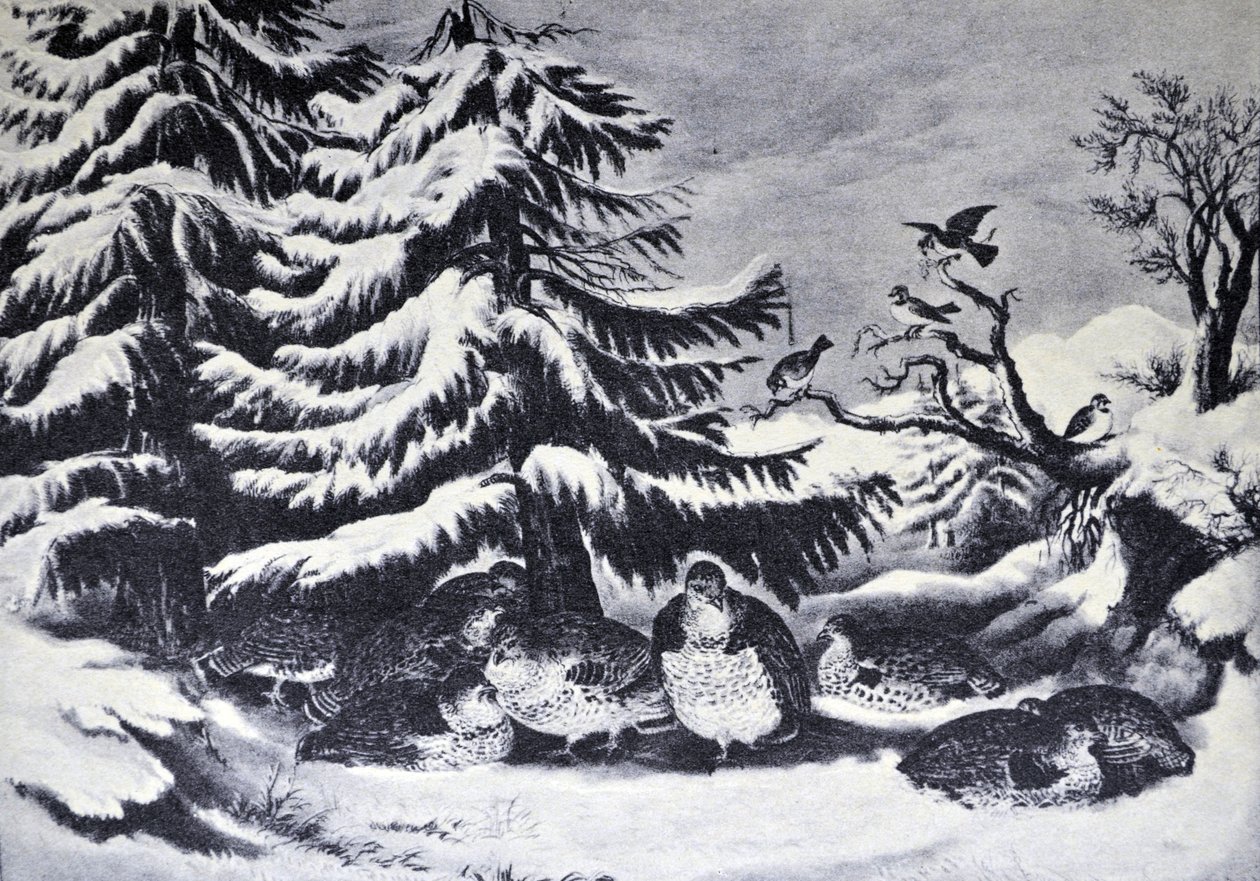 Currier & Ives ilustracja XIX wieku. Zaśnieżony, potargany cietrzew zimą autorstwa N. and Ives, J.M. Currier