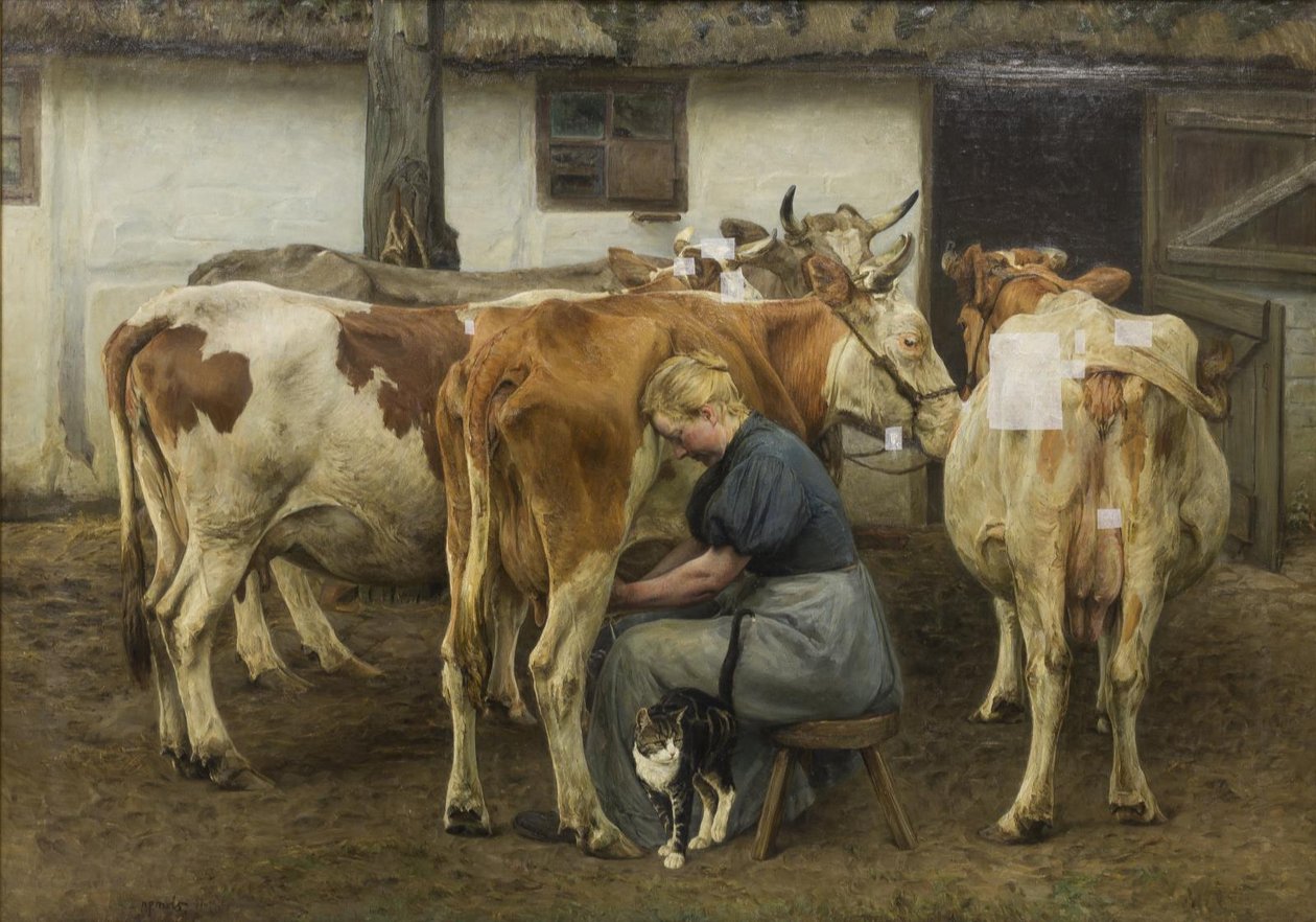 Dojenie krów. Zachodnia Jutlandia autorstwa N.P. Mols
