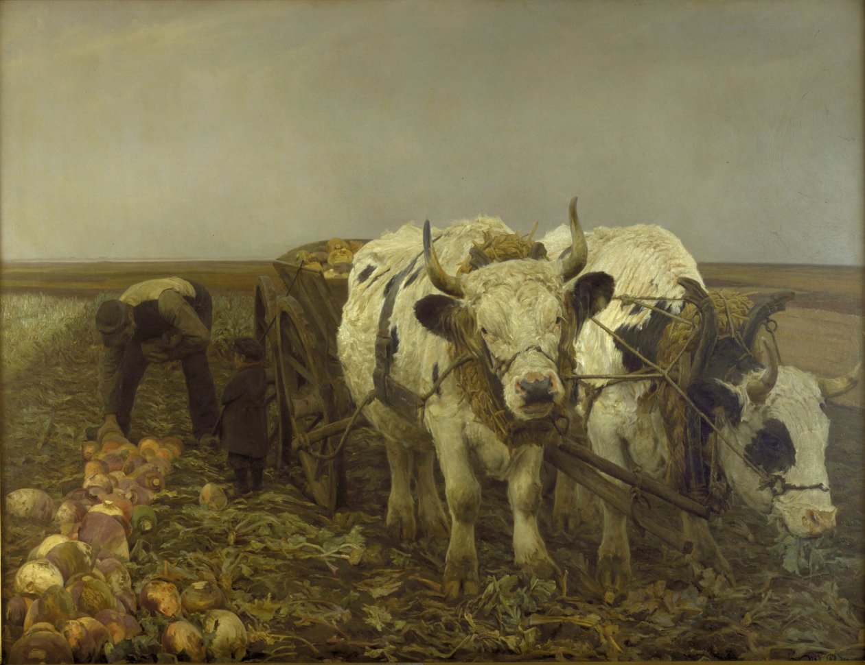 Zbiór buraków autorstwa N.P. Mols
