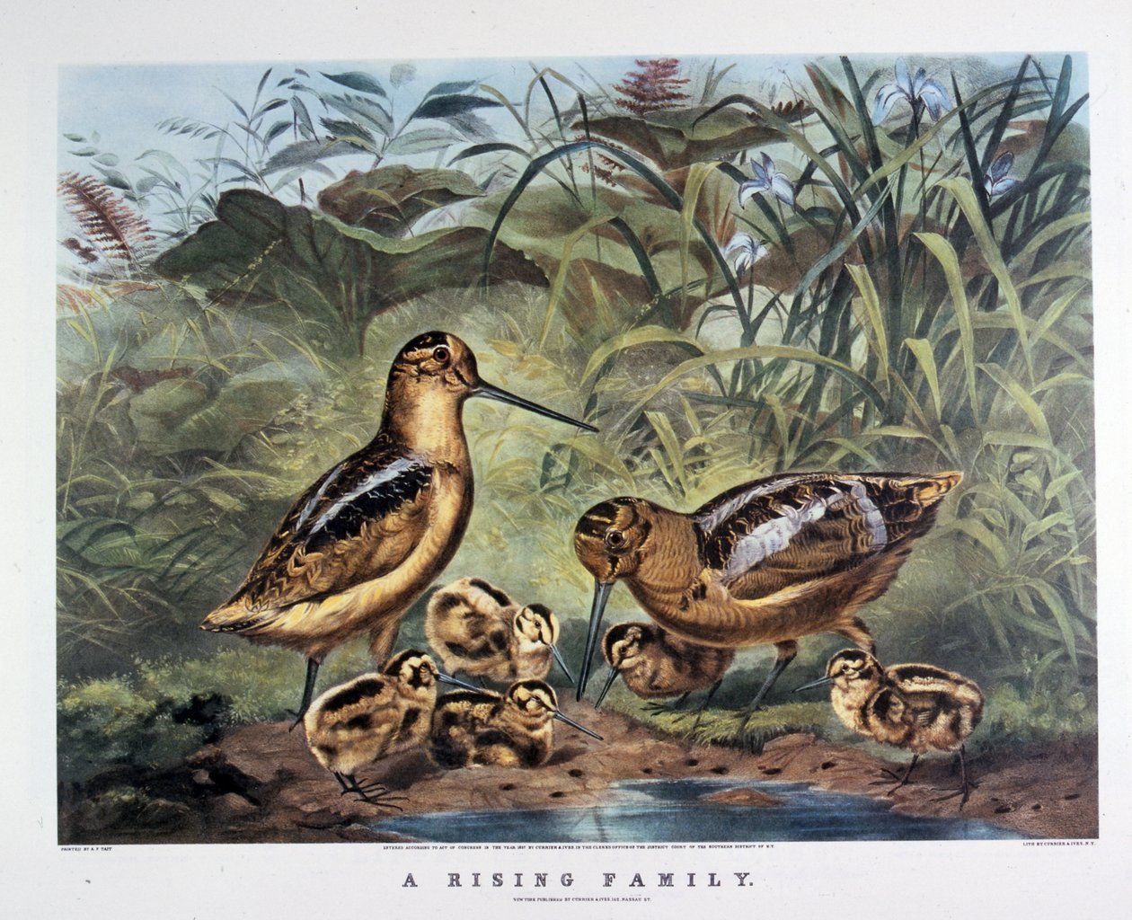 Powstanie rodzinne. By Arthur Tait . 1857 (litografia) autorstwa N. and Ives J.M. (1824 95) Currier