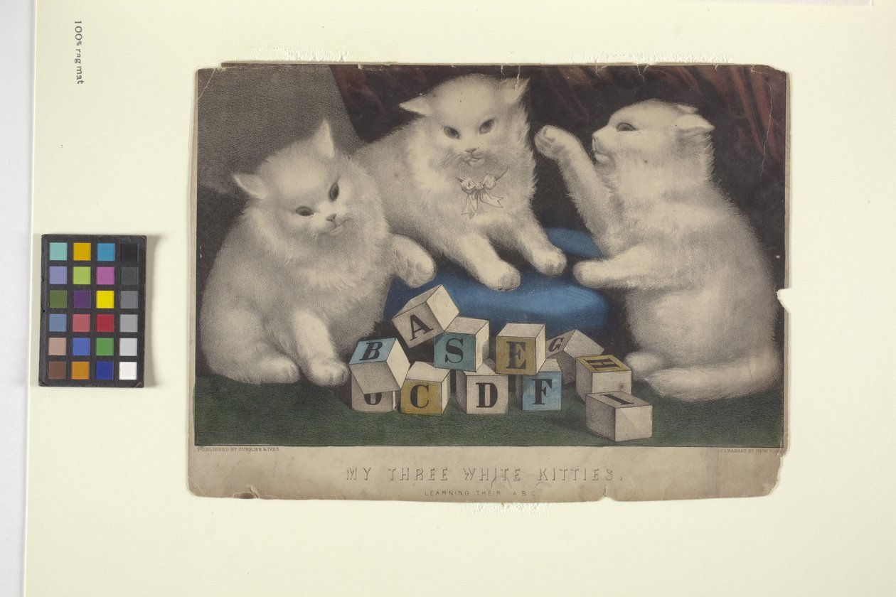 Moje trzy białe kocięta (litografia ręcznie kolorowana) autorstwa N. and Ives J.M. (1824 95) Currier