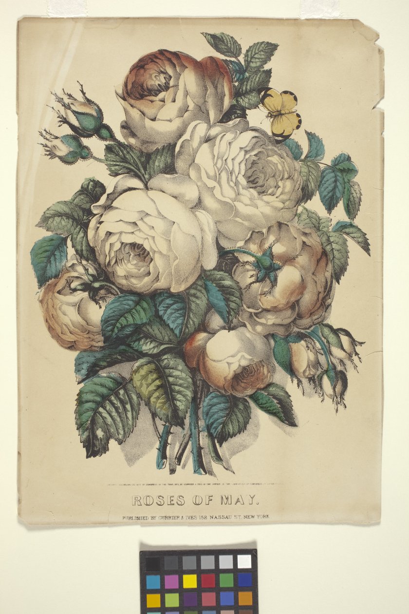Róże maja (litografia ręcznie kolorowana) autorstwa N. and Ives J.M. (1824 95) Currier