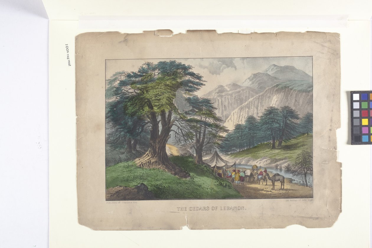 Cedry Libanu (litografia ręcznie kolorowana) autorstwa N. and Ives J.M. (1824 95) Currier