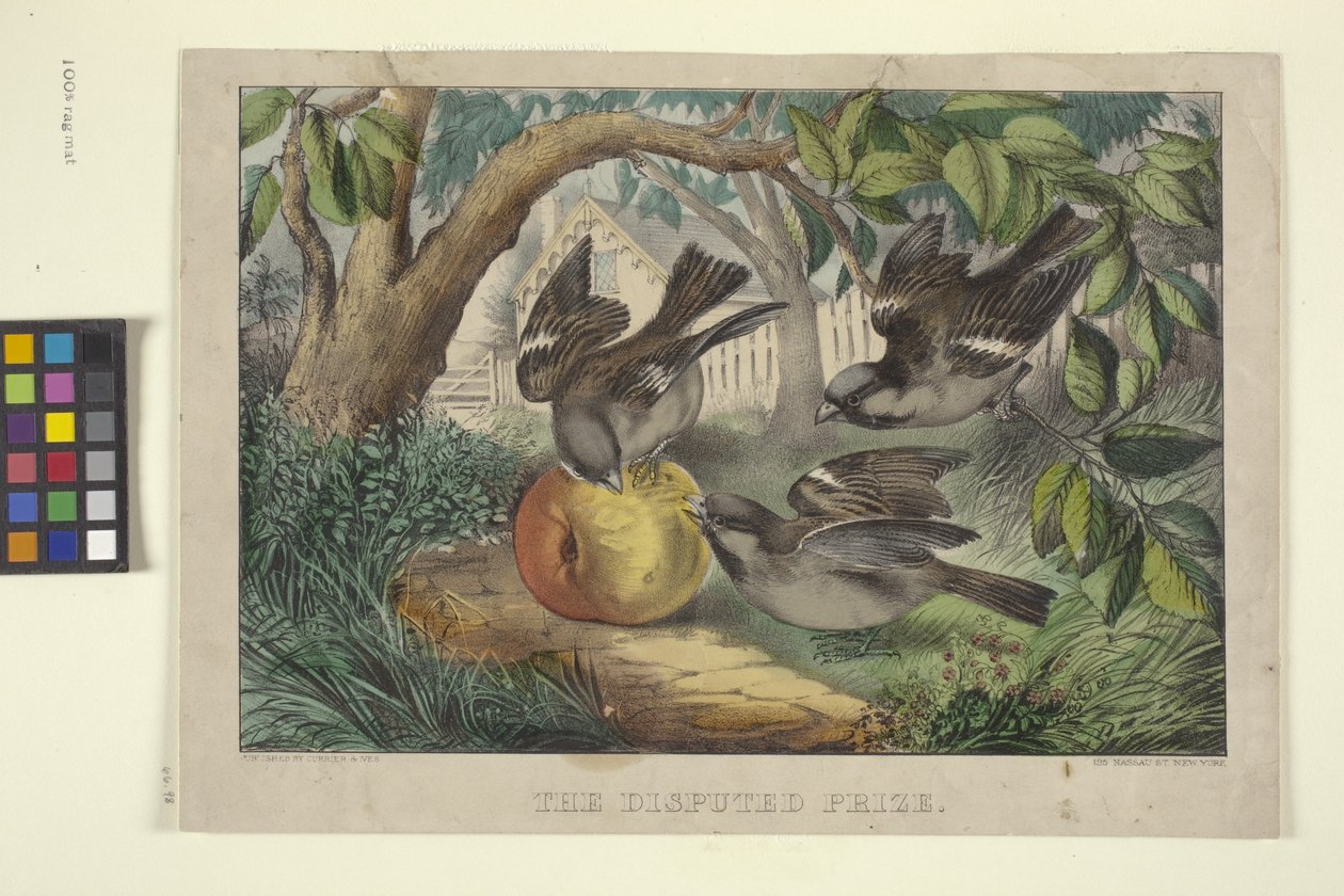 Nagroda sporna (litografia ręcznie kolorowana) autorstwa N. and Ives J.M. (1824 95) Currier